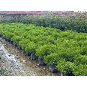Kryptoméria japonská (Cryptomeria japonica) 'GLOBOSA NANA' - výška 30-40 cm, ⌀ 50 cm, kont. C15L